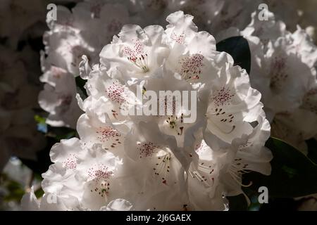 Superbes fleurs de rhododendron de couleur blanche, photographiées à la fin du printemps dans Temple Gardens, Langley Park, Slough UK. Banque D'Images