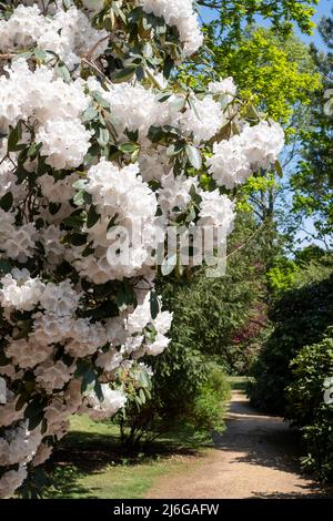 Superbes fleurs de rhododendron de couleur blanche, photographiées à la fin du printemps dans Temple Gardens, Langley Park, Slough UK. Banque D'Images