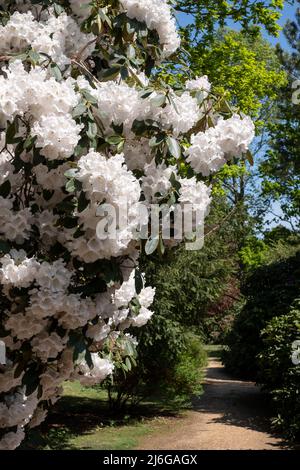 Superbes fleurs de rhododendron de couleur blanche, photographiées à la fin du printemps dans Temple Gardens, Langley Park, Slough UK. Banque D'Images