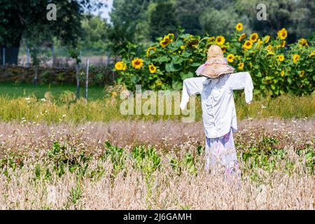 Wiaczemin Polski, Pologne - 12 août 2021. Scarecrow dans un champ en plein air musée de la colonie de Vistule - Skansen Osadnictwa Nadwislaskiego Banque D'Images