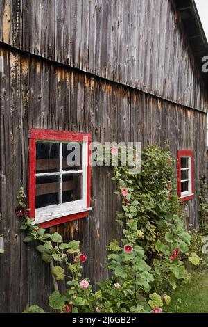 Ancienne grange en bois avec fenêtres en verre peintes en rouge et blanc et fleurs rose et rouge Alcea - Hollyhock en été. Banque D'Images