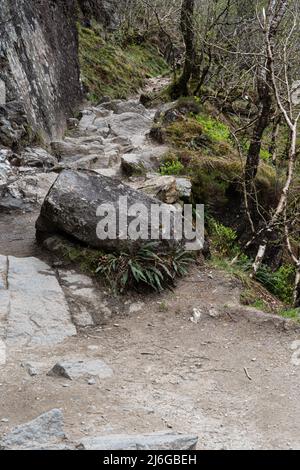 Chemin boisé rocheux avec des rochers couverts de mousse et une végétation printanière dans la campagne écossaise Banque D'Images