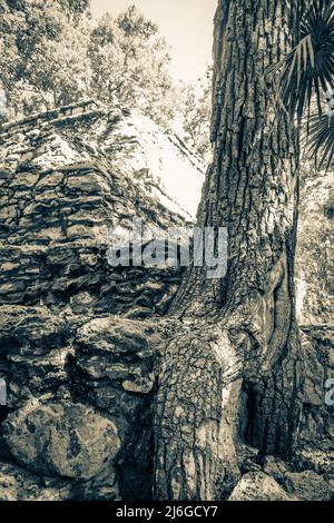 Le vieux tableau noir et blanc des racines des arbres se développe à travers des pierres sur l'ancien site maya avec des ruines des pyramides et des objets dans le natur tropical Banque D'Images