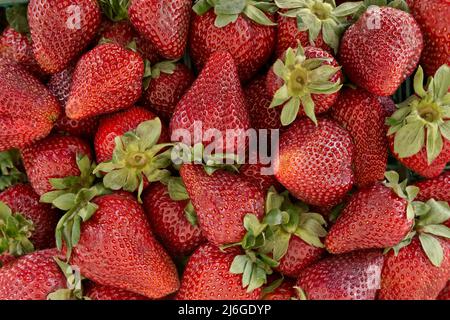 Fraises de la variété Albion 'Fragaria x ananassa' sur plaque de verre, Californie. Banque D'Images