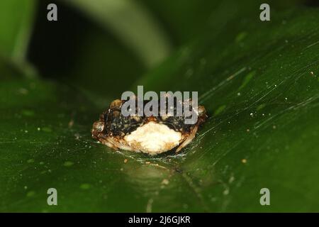Araignée de chute d'oiseau (Calaenia tuberosa) sur une feuille Banque D'Images