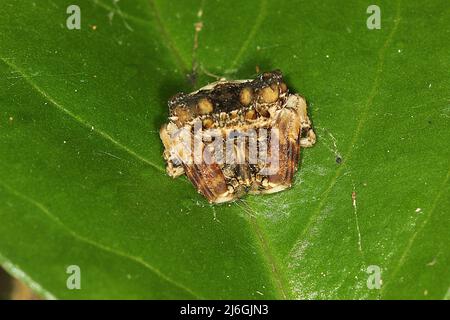 Araignée de chute d'oiseau (Calaenia tuberosa) sur une feuille Banque D'Images