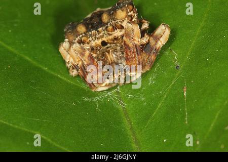 Araignée de chute d'oiseau (Calaenia tuberosa) sur une feuille Banque D'Images