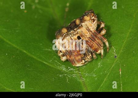 Araignée de chute d'oiseau (Calaenia tuberosa) sur une feuille Banque D'Images