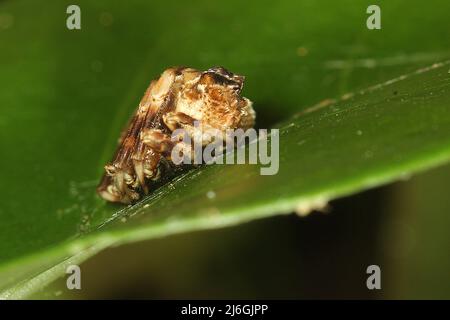 Araignée de chute d'oiseau (Calaenia tuberosa) sur une feuille Banque D'Images