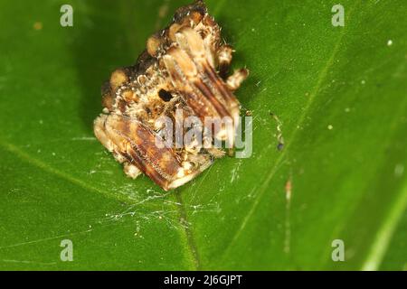 Araignée de chute d'oiseau (Calaenia tuberosa) sur une feuille Banque D'Images