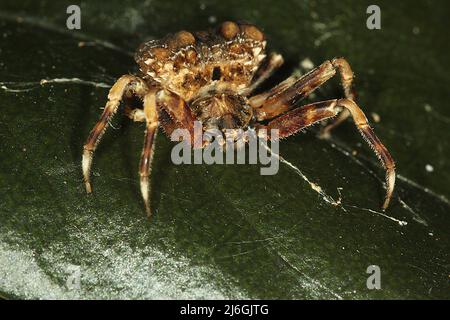 Araignée de chute d'oiseau (Calaenia tuberosa) sur une feuille Banque D'Images