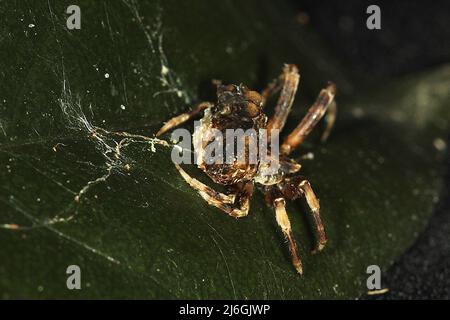 Araignée de chute d'oiseau (Calaenia tuberosa) sur une feuille Banque D'Images