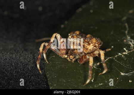 Araignée de chute d'oiseau (Calaenia tuberosa) sur une feuille Banque D'Images