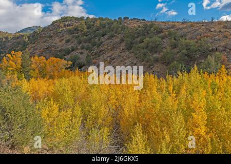 Les couleurs d'automne sur l'Aspen dans un Mountain Canyon dans le parc national de Grind Sand Dunes au Colorado Banque D'Images