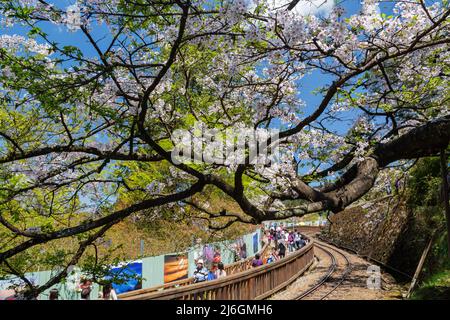 Cerisiers en fleurs dans l'aire de loisirs de la forêt nationale d'Alishan à Chiayi, Taïwan Banque D'Images