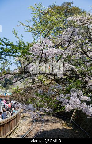 Cerisiers en fleurs dans l'aire de loisirs de la forêt nationale d'Alishan à Chiayi, Taïwan Banque D'Images