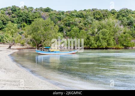 Forêt de mangroves dans l'île de Rote, province de Nusa Tenggara est, Indonésie Banque D'Images