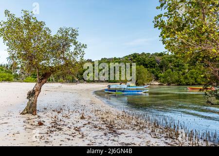 Racines aériennes de la forêt de mangroves dans l'île de Rote, province de Nusa Tenggara est, Indonésie Banque D'Images