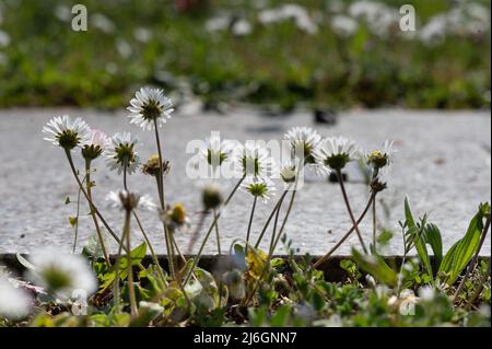 28 avril 2022, Hessen, Offenbach am main: Des marguerites fleurissent au cimetière de Bieber autour de la dalle d'une tombe financée par des dons parce qu'aucun parent ne pouvait être trouvé pour payer l'enterrement. À Hesse, selon l'Église protestante, de plus en plus de personnes sont enterrées non accompagnées. (À dpa: 'Eglise: Funérailles sans parents de plus en plus commun') photo: Sebastian Gollnow/dpa Banque D'Images