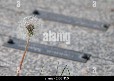 28 avril 2022, Hessen, Offenbach am main: Un pissenlit en fleur se dresse sur la dalle d'une tombe du cimetière de Bieber, qui a été financé par des dons parce qu'aucun parent ne pouvait être trouvé pour payer l'enterrement. À Hesse, selon l'Église protestante, de plus en plus de gens sont enterrés sans accompagnement. (À dpa: 'Eglise: Funérailles de plus en plus fréquentes sans parents') photo: Sebastian Gollnow/dpa Banque D'Images