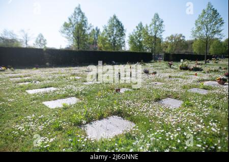 28 avril 2022, Hessen, Offenbach am main: Des marguerites fleurissent au cimetière de Bieber autour de la dalle d'une tombe financée par des dons parce qu'aucun parent ne pouvait être trouvé pour payer l'enterrement. À Hesse, selon l'Église protestante, de plus en plus de personnes sont enterrées non accompagnées. (À dpa: 'Eglise: Funérailles sans parents de plus en plus commun') photo: Sebastian Gollnow/dpa Banque D'Images