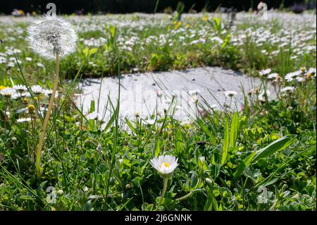 28 avril 2022, Hessen, Offenbach am main: Un pissenlit fleurit sur la dalle d'une tombe du cimetière de Bieber qui a été financée par des dons parce qu'aucun parent ne pouvait être trouvé pour payer l'enterrement. À Hesse, selon l'Église protestante, de plus en plus de gens sont enterrés sans accompagnement. (À dpa: 'Eglise: Funérailles de plus en plus fréquentes sans parents') photo: Sebastian Gollnow/dpa Banque D'Images