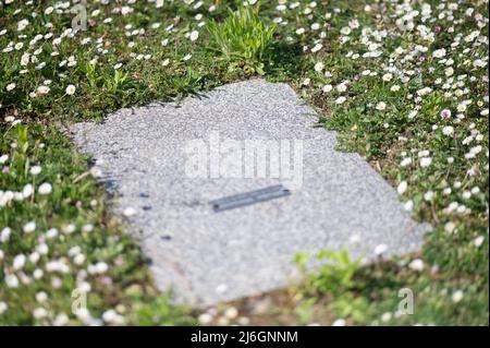 28 avril 2022, Hessen, Offenbach am main: Des marguerites fleurissent au cimetière de Bieber autour de la dalle d'une tombe financée par des dons parce qu'aucun parent ne pouvait être trouvé pour payer l'enterrement. À Hesse, selon l'Église protestante, de plus en plus de personnes sont enterrées non accompagnées. (À dpa: 'Eglise: Funérailles sans parents de plus en plus commun') photo: Sebastian Gollnow/dpa Banque D'Images