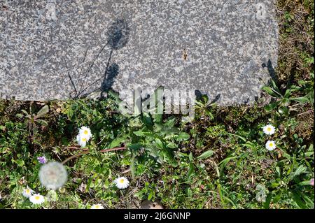 28 avril 2022, Hessen, Offenbach am main: Un pissenlit fleurit sur la dalle d'une tombe du cimetière de Bieber qui a été financée par des dons parce qu'aucun parent ne pouvait être trouvé pour payer l'enterrement. À Hesse, selon l'Église protestante, de plus en plus de gens sont enterrés sans accompagnement. (À dpa: 'Eglise: Funérailles de plus en plus fréquentes sans parents') photo: Sebastian Gollnow/dpa Banque D'Images