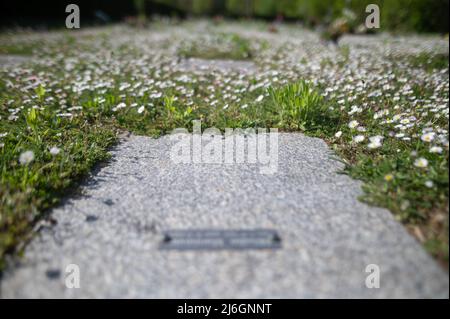 28 avril 2022, Hessen, Offenbach am main: Des marguerites fleurissent au cimetière de Bieber autour de la dalle d'une tombe financée par des dons parce qu'aucun parent ne pouvait être trouvé pour payer l'enterrement. À Hesse, selon l'Église protestante, de plus en plus de personnes sont enterrées non accompagnées. (À dpa: 'Eglise: Funérailles sans parents de plus en plus commun') photo: Sebastian Gollnow/dpa Banque D'Images