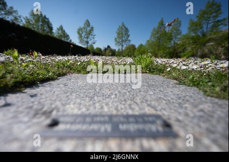 28 avril 2022, Hessen, Offenbach am main: Des marguerites fleurissent au cimetière de Bieber autour de la dalle d'une tombe financée par des dons parce qu'aucun parent ne pouvait être trouvé pour payer l'enterrement. À Hesse, selon l'Église protestante, de plus en plus de personnes sont enterrées non accompagnées. (À dpa: 'Eglise: Funérailles sans parents de plus en plus commun') photo: Sebastian Gollnow/dpa Banque D'Images