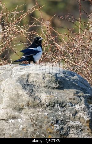 Oiseau de Magpie assis sur une pierre sur une journée ensoleillée, foyer sélectif. Pica pica Banque D'Images