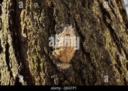 Macro gros plan de la masse de sac d'oeufs de Moth Gypsy sur l'écorce d'arbre de chêne Banque D'Images