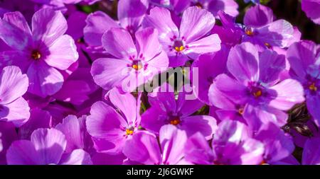 Gros plan de fleurs de phlox subulata dans les tons de rose en avril Banque D'Images