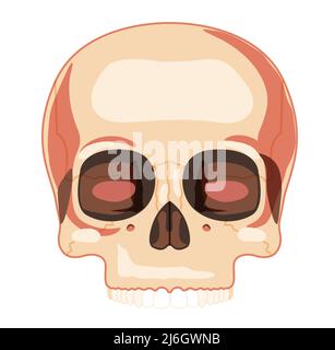 Squelette du crâne vue de face de la tête humaine avec rangée de dents. Modèle de pièce supérieure à face humaine. Ensemble de couleurs naturelles plates et réalistes. Illustration vectorielle d'une anatomie de 3D isolée sur fond blanc Illustration de Vecteur