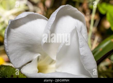 Une grande fleur de magnolia blanche entourée de feuilles vertes brillantes. Pétales blancs gros plan Banque D'Images