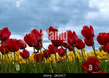 Grand champ de tulipes rouges dans le New Jersey Banque D'Images