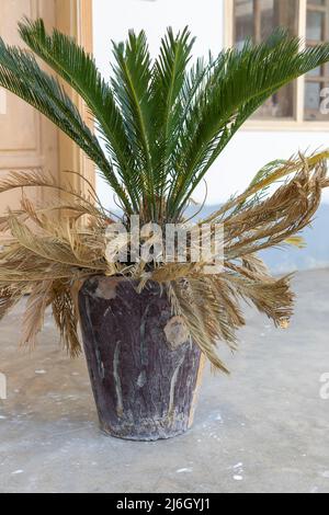 Les feuilles inférieures de palmier sagou s'assèchent dans une casserole Banque D'Images