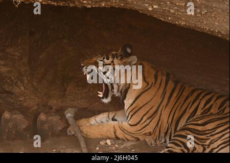 Un tigre mâle adulte secondaire reposant sur une grotte et montrant sa griffe et sa dent canine pointues au parc national de Bandhavgarh Banque D'Images