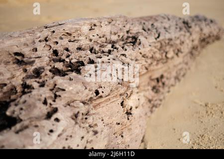 Un très vieux, blanchi par le soleil et mangé par des vers de bois flotté, lavé à la plage de sable immaculé de la mer d'Andaman Banque D'Images