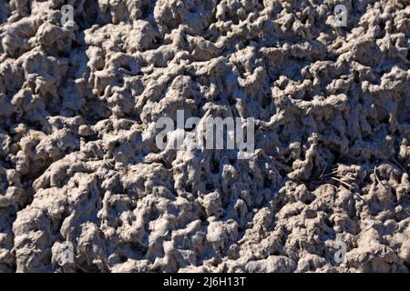 quantités de pâte avec de longues fibres effrayantes Banque D'Images