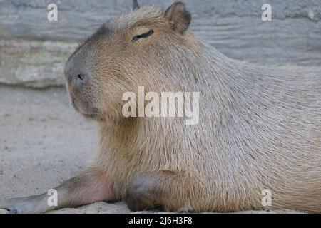 Un capybara endormi bénéficie du soleil Banque D'Images