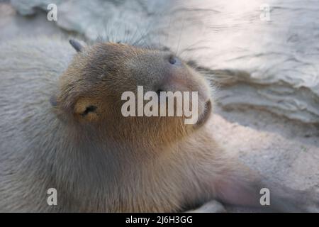 Un capybara endormi bénéficie du soleil Banque D'Images