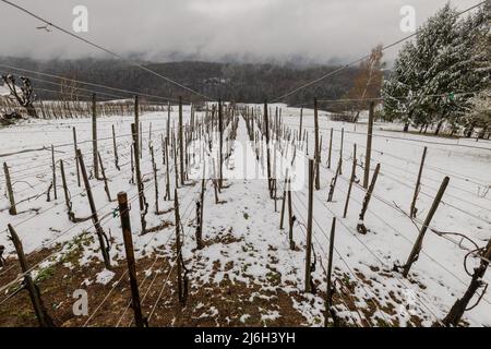 Vignobles dans la région de Dolenjska en slovénie sous la neige de printemps. Vignoble déjà prêt pour le printemps mais chute soudaine de neige sur tout le vignoble. Banque D'Images