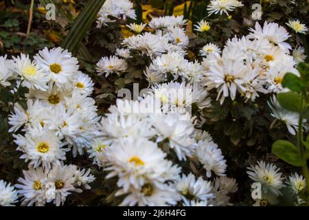 Gros plan fleurs de Chrysanthemum . Fleurs blanches dans le jardin . Cette fleur pousse en hiver et aime le temps froid . c'est une sorte de fleur asiatique Banque D'Images