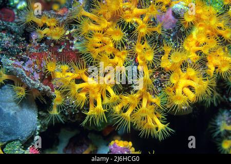 Anémones jaunes (Parazoanthus axinellae), dans un récif corallien méditerranéen, Ponza, îles Pontines, Italie Banque D'Images