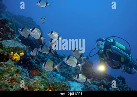 Le plongeur de plongée regarde sur les dorades à deux bandes (Diplodus vulgaris), dans un récif méditerranéen, Bodrum, Turquie, Mer Méditerranée Banque D'Images