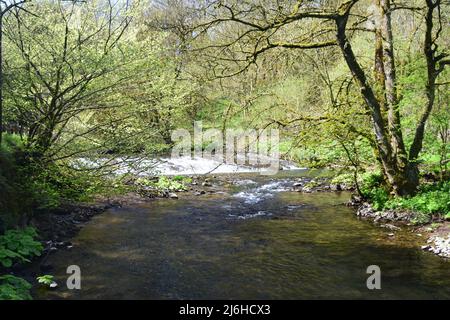 Une grande promenade dans les profondeurs de Chee dale n le quartier de pointe de Derbyshire. Banque D'Images