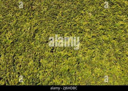 Fond vert naturel ou texture de feuilles de thuya, mur vivant fait de conifères ou arbuste feuillage luxuriant. Banque D'Images