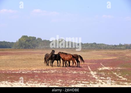 Course à pied de chevaux sauvages depuis le delta du Danube Banque D'Images