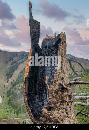 Des nuages Puffy verticaux au coucher du soleil brûlèrent un arbre sur un terrain herbacé sur un sentier de randonnée dans l'Idaho Banque D'Images